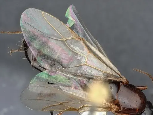 Camponotus sayi specimen CASENT0884383 image casent0884383_4