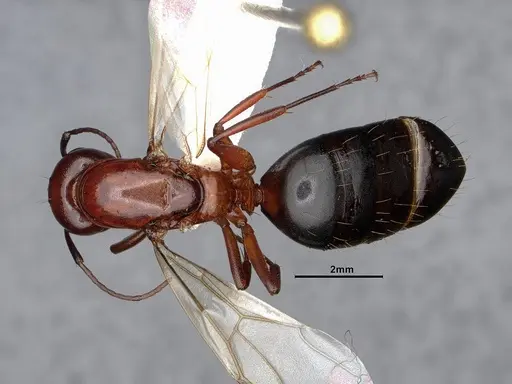 Camponotus sayi specimen CASENT0884384 image casent0884384_1