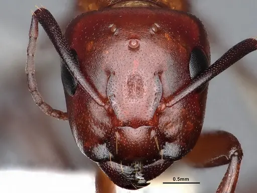 Camponotus sayi specimen CASENT0884384 image casent0884384_2