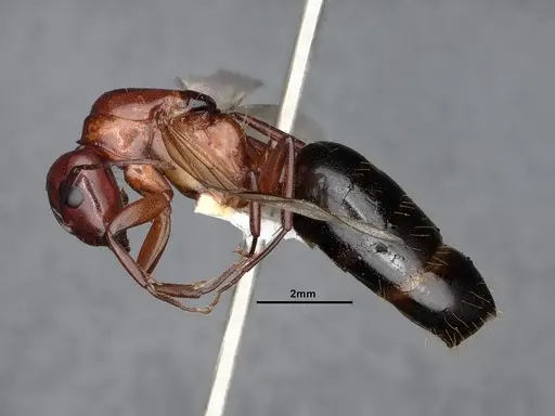 Camponotus sayi specimen CASENT0884384 image casent0884384_3