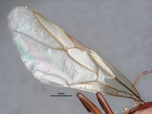 Camponotus sayi specimen CASENT0884384 image casent0884384_4