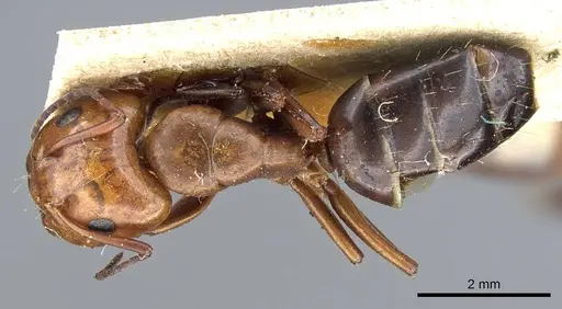 Camponotus sayi specimen CASENT0905408 image casent0905408_1