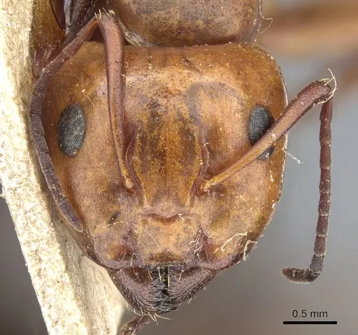 Camponotus sayi specimen CASENT0905408 image casent0905408_2