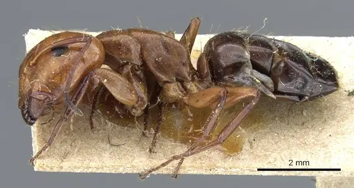 Camponotus sayi specimen CASENT0905408 image casent0905408_3
