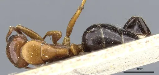 Camponotus sayi specimen CASENT0905409 image casent0905409_1