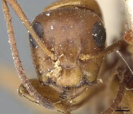 Camponotus sayi specimen CASENT0905409 image casent0905409_2