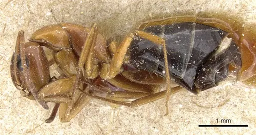 Camponotus sayi specimen CASENT0905409 image casent0905409_3