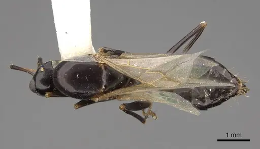 Camponotus sayi specimen CASENT0923037 image casent0923037_1