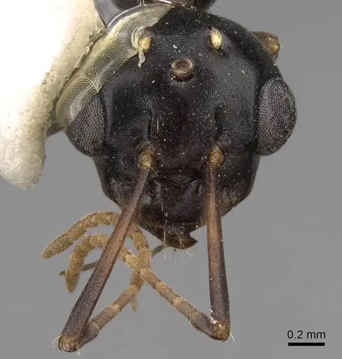 Camponotus sayi specimen CASENT0923037 image casent0923037_2