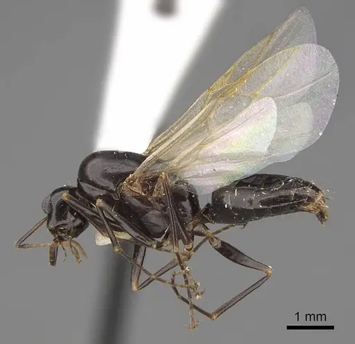 Camponotus sayi specimen CASENT0923037 image casent0923037_3