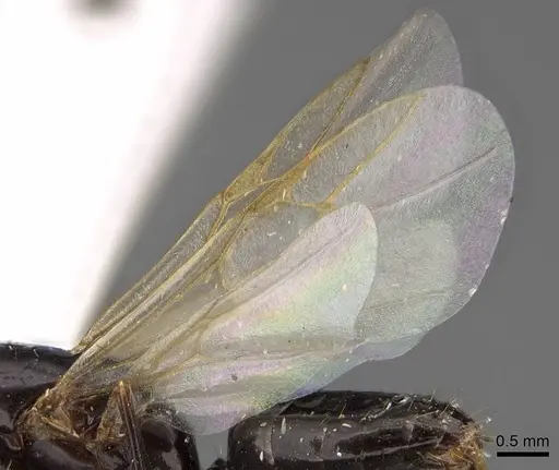 Camponotus sayi specimen CASENT0923037 image casent0923037_4