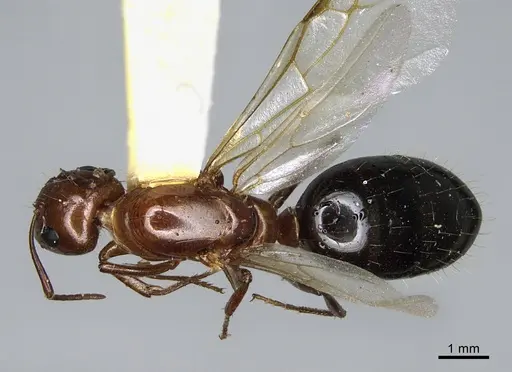 Camponotus sayi specimen CASENT0923641 image casent0923641_1
