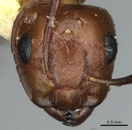 Camponotus sayi specimen CASENT0923641 image casent0923641_2
