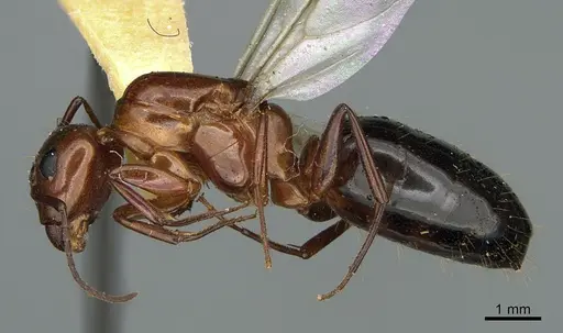 Camponotus sayi specimen CASENT0923641 image casent0923641_3