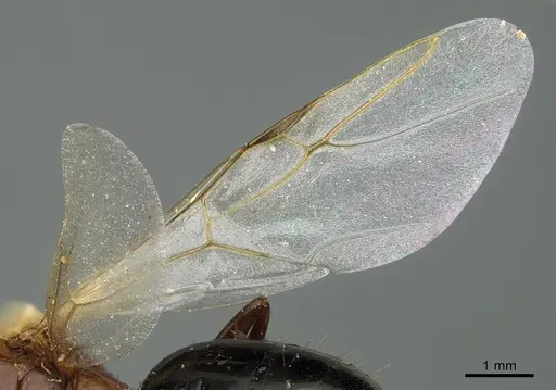 Camponotus sayi specimen CASENT0923641 image casent0923641_4