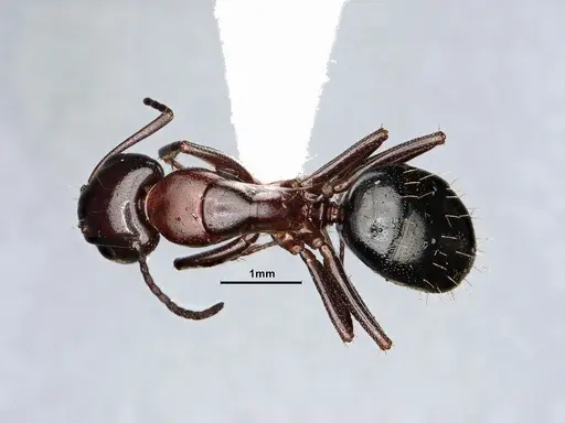 Camponotus sayi specimen CASENT4031319 image casent4031319_1