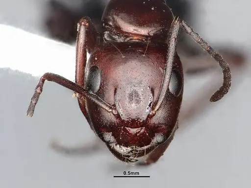 Camponotus sayi specimen CASENT4031319 image casent4031319_2