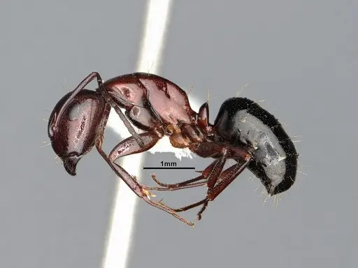 Camponotus sayi specimen CASENT4031319 image casent4031319_3