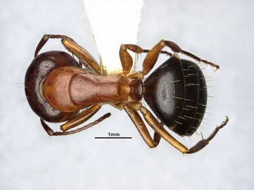 Camponotus sayi specimen CASENT4031396 image casent4031396_1