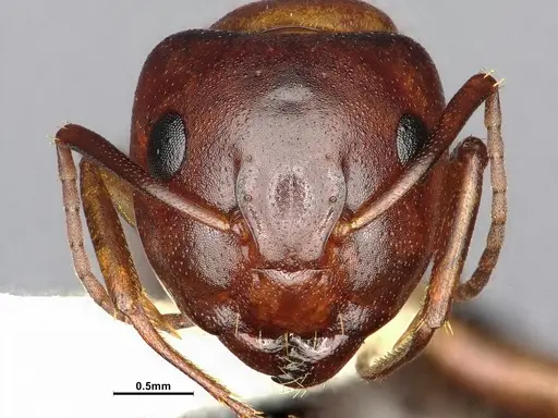 Camponotus sayi specimen CASENT4031396 image casent4031396_2