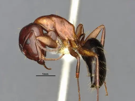 Camponotus sayi specimen CASENT4031396 image casent4031396_3