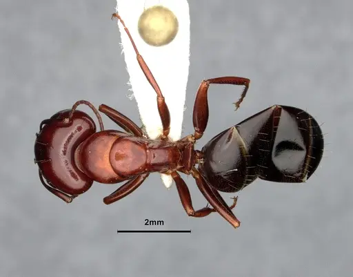 Camponotus sayi specimen CASENT4032308 image casent4032308_1