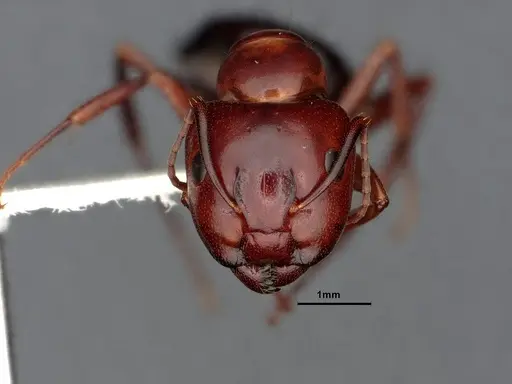 Camponotus sayi specimen CASENT4032308 image casent4032308_2