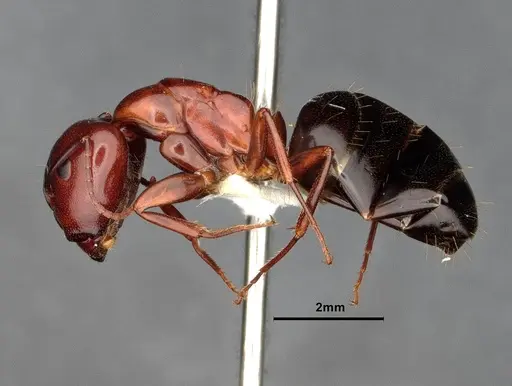 Camponotus sayi specimen CASENT4032308 image casent4032308_3