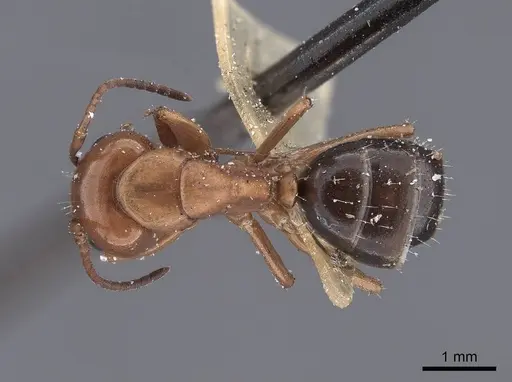 Camponotus sayi specimen FMNHINS0000045934 image fmnhins0000045934_1