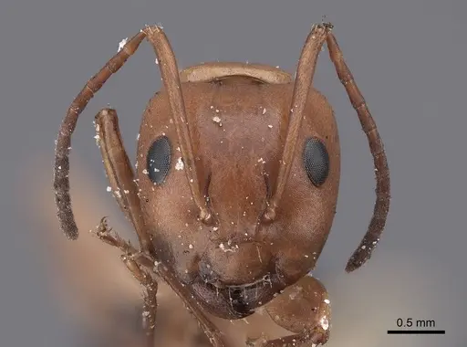 Camponotus sayi specimen FMNHINS0000045934 image fmnhins0000045934_2