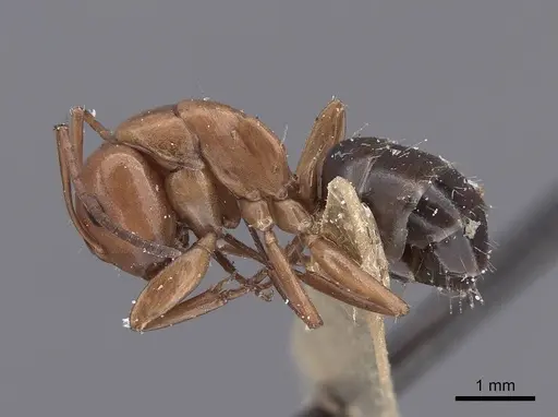 Camponotus sayi specimen FMNHINS0000045934 image fmnhins0000045934_3