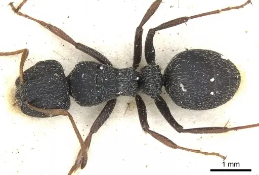 Camponotus scabrinodis specimen CASENT0903483 image casent0903483_1