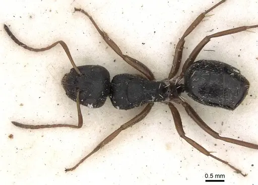 Camponotus scalaris specimen CASENT0906861 image casent0906861_1
