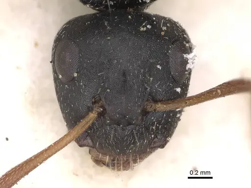 Camponotus scalaris specimen CASENT0906861 image casent0906861_2