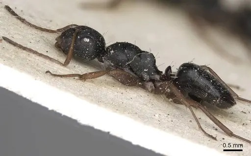 Camponotus scalaris specimen CASENT0906861 image casent0906861_3