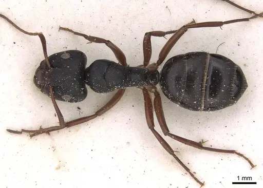 Camponotus scalaris specimen CASENT0906862 image casent0906862_1
