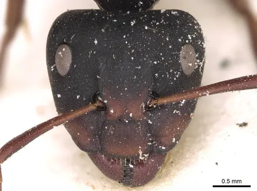 Camponotus scalaris specimen CASENT0906862 image casent0906862_2