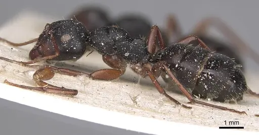 Camponotus scalaris specimen CASENT0906862 image casent0906862_3
