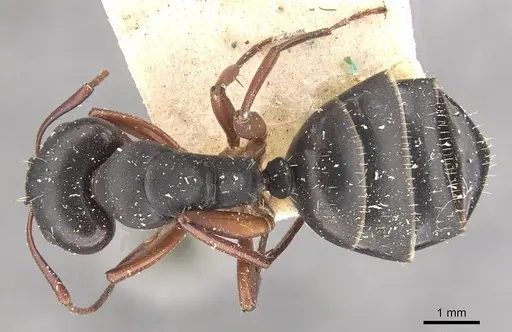 Camponotus scalaris specimen CASENT0910462 image casent0910462_1
