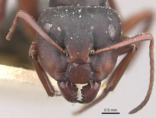Camponotus scalaris specimen CASENT0910462 image casent0910462_2
