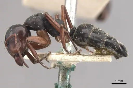 Camponotus scalaris specimen CASENT0910462 image casent0910462_3