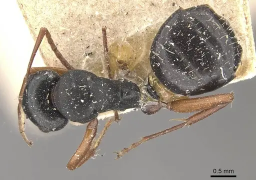 Camponotus scalaris specimen CASENT0910463 image casent0910463_1