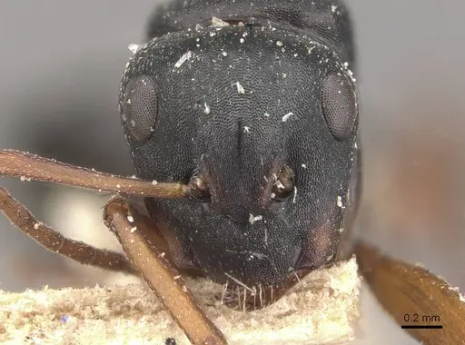 Camponotus scalaris specimen CASENT0910463 image casent0910463_2