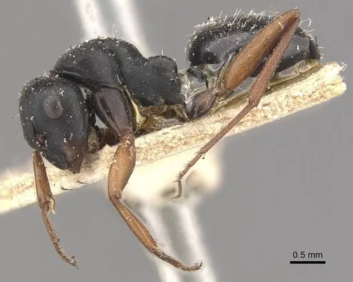 Camponotus scalaris specimen CASENT0910463 image casent0910463_3