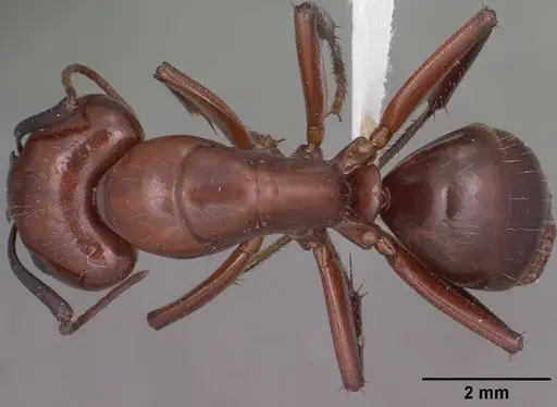 Camponotus schaefferi specimen CASENT0102783 image casent0102783_1