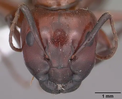 Camponotus schaefferi specimen CASENT0102783 image casent0102783_2