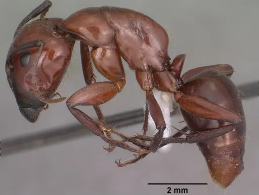 Camponotus schaefferi specimen CASENT0102783 image casent0102783_3