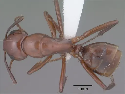 Camponotus schaefferi specimen CASENT0102811 image casent0102811_1