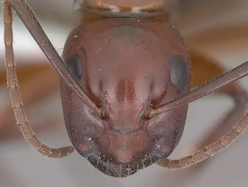 Camponotus schaefferi specimen CASENT0102811 image casent0102811_2