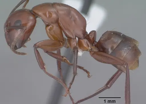 Camponotus schaefferi specimen CASENT0102811 image casent0102811_3